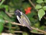 photos of Bird Feeder Hummingbird photos of Bird Feeder Hummingbird
