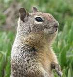 Squirrel Zapper Bird Feeder images Squirrel Zapper Bird Feeder images