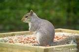 images of Squirrel Zapper Bird Feeder images of Squirrel Zapper Bird Feeder