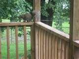 Squirrel Zapper Bird Feeder Squirrel Zapper Bird Feeder