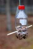 Bird Feeder Of Two Liter Bottle images Bird Feeder Of Two Liter Bottle images