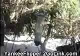 pictures of Yankee Flipper Bird Feeder pictures of Yankee Flipper Bird Feeder