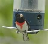 Yankee Flipper Bird Feeder Yankee Flipper Bird Feeder