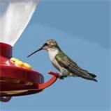 Bird Feeder Window Photos Bird Feeder Window Photos