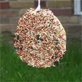 Feeder Bird Feeder Bird