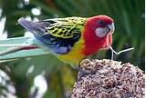 Images of Feeder Bird Images of Feeder Bird