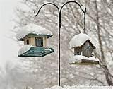 Free Bird Feeders Pictures Free Bird Feeders Pictures