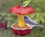 Free Bird Feeders Pictures Free Bird Feeders Pictures