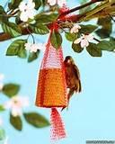 Pictures of Free Bird Feeders Pictures of Free Bird Feeders