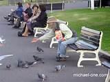 Feed The Bird Feed The Bird