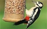 Feed The Bird Feed The Bird