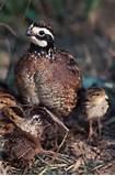 Pictures of Game Bird Feed Pictures of Game Bird Feed