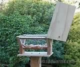 Bird Feeder Post Photos Bird Feeder Post Photos