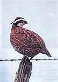 Game Bird Feed Images Game Bird Feed Images
