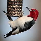 Feeders Bird Pictures Feeders Bird Pictures
