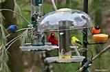 Feeders Bird Pictures Feeders Bird Pictures