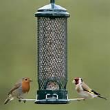 Images of Feeders Bird Images of Feeders Bird