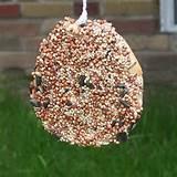 Feeders Bird Feeders Bird