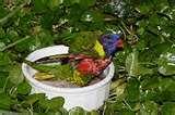 pictures of Bird Feeder On Pedestal pictures of Bird Feeder On Pedestal