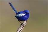 Bird Feeders Western Australia pictures