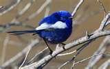 pictures of Bird Feeders Western Australia