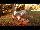 pictures of Bird Feeders Western Australia pictures of Bird Feeders Western Australia