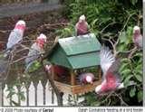 images of Bird Feeders Western Australia