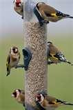 Bird Feeders Photography images Bird Feeders Photography images