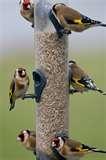 Bird Feeders Photography images