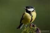 Bird Feeders Photography