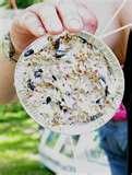 pictures of Bird Feeder Bristol pictures of Bird Feeder Bristol