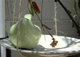 photos of Bird Feeder Affiliates photos of Bird Feeder Affiliates