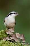 Bird Feeders Photography Bird Feeders Photography
