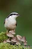 Bird Feeders Photography