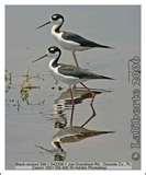 images of Bird Feeders Western Australia