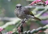 images of Bird Feeders Western Australia