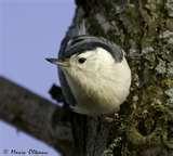 pictures of Bird Feeders Mississauga pictures of Bird Feeders Mississauga