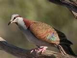 Bird Feeders Western Australia pictures