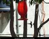 When To Put Humming Bird Feeders Out pictures