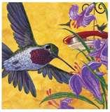 When To Put Humming Bird Feeders Out images When To Put Humming Bird Feeders Out images