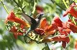 When To Put Humming Bird Feeders Out photos