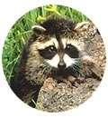 Bird Feeders Illegal images Bird Feeders Illegal images