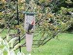 Bird Feeders Milk Jugs photos