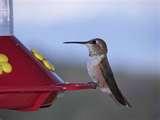 images of When To Put Humming Bird Feeders Out