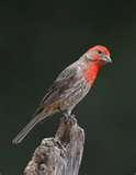 photos of Bird Feeders Illegal photos of Bird Feeders Illegal