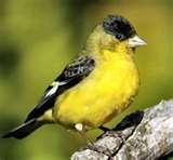 Bird Feeders Balconies