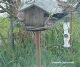 photos of Bird Feeder Seattle photos of Bird Feeder Seattle