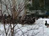 pictures of Bird Feeders Illegal pictures of Bird Feeders Illegal