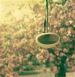 Bird Feeder Shield images Bird Feeder Shield images
