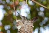 When To Put Humming Bird Feeders Out